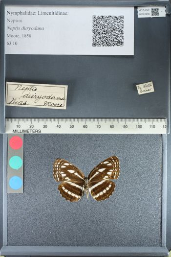 Media type: image;   Entomology 161930